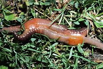 Earthworms mating on lawn (Lumbricus terrestris) UK