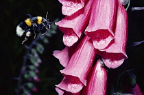 White tailed bumble bee (Bombus lucorum) flying to collect nectar from Foxglove (Digitalis purpurea) UK