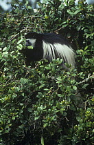 Black and white colobus monkey (Colobus guereza) feeding in tree, Arusha NP, Tanzania.