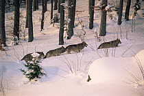 Grey wolves (Canis lupus) in snow, woodland Bayerischer Wald NP, Germany - captive