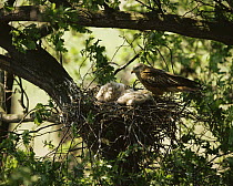 Red kite (Milvus milvus) at nest with young, Sweden