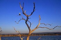 African fish eagle (Haliaeetus vocifer) perched in dead tree, Lake Kariba,  Zimbabwe