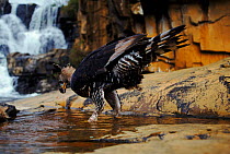Crowned eagle (Stephanoaetus coronatus) drinks. Zimbabwe  Nyanga Inyangombe Falls