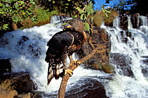 Crowned eagle  (Stephanoaetus coronatus) Inyangombe Falls, Zimbabwe.  captive