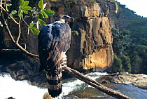 Crowned eagle at Inyangombe Falls (tephanoaetus coronatus)  Zimbabwe,  captive