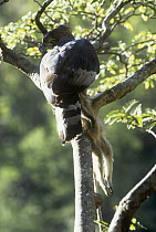 Crowned hawk eagle {Stephanoaetus coronatus} with vervet monkey kill, Nyanga, Zimbabwe, Captive