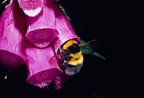 Early bumble bee (Bombus pratorum) at Foxglove flower (Digitalis purpurea)
