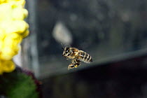 Honey bee flying to flower near house. (Apis mellifera) UK.