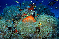 Colourful coral reef scene, Red Sea
