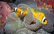 Two Bar Anemonefish, Red Sea. (Amphiprion bicinctus)