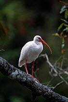 White ibis (Endocimus albus) in tree  Florida. Everglades NP, USA.