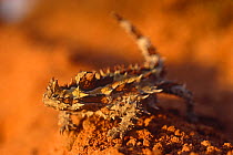 Thorny devil (Moloch horridus) sandstone gorge desert, Kalbarri NP, Western Australia