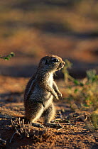 Striped Ground Squirrel {Xerus erythropus} standing on rear legs, Gemsbok NP, Kalahari, South Africa.