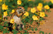 Striped Ground Squirrel (Xerus erythropus) feeding. South Africa. Kalahari Gemsbok NP summer. Little Devil Flowers (Tribulus terrestris)