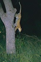 Female leopard climbing down marula tree at night, MalaMala GR. South Africa