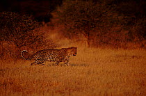 Leopard (Panthera pardus). Okavango Delta Botswana