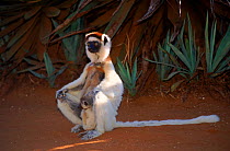Verreaux's Sifaka with baby, Madagascar