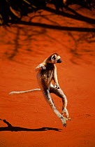 Verreaux's Sifaka dancing, Madagascar