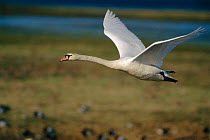Mute swan in flight (Cygnus olor) UK.