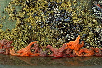 Seastars, Blue Mussels and Barnacles, Olympic NP, Washington, USA.
