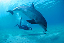 Diver films bottlenose dolphin playing with octopus. Egypt, Red Sea Model released.