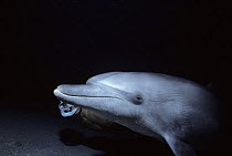 Snorkler swims beside wild Bottlenose dolphin (Tursiops truncatus) at night, Red Sea, Egypt Model released.
