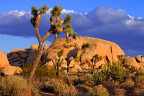 Joshua Tree (Yucca brevifolia) NM, California, USA Granite Boulders.
