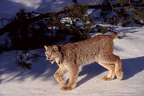 Lynx in snow, Canada. USA. Captive animal