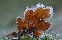 Frosted leaf of English oak tree (Quercus robur) Belgium