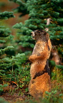Olympic Marmot (Marmota olympia) sitting up and watching, Olympic NP, Washington, USA