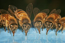 Honey bees (Apis mellifera) feeding on sugar syrup, UK
