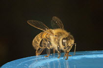 Honey bee (Apis mellifera) feeding on sugar syrup, UK