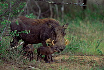 Female warthog (P. aethiopicus) with piglets. Mala Mala Game Reserve, South Africa.