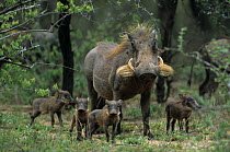 Warthog (Phacochoerus aethiopicus) female with piglets, MalaMala GR, South Africa