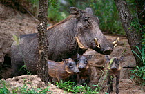 Warthog {Phacochoerus aethiopicus) female with piglets outside burrow, MalaMala GR, South Africa