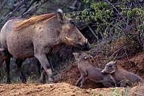 Warthog {Phacochoerus aethiopicus) female with piglets outside burrow, MalaMala GR, South Africa