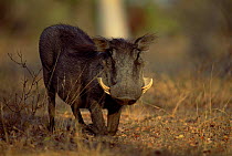 Female warthog on knees feeding (Phacochoerus aethiopicus} South Africa.