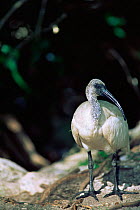 Juvenile Aldabran sacred ibis {Threskiornis aethiopicus} abbotti Aldabra, Seychelles.