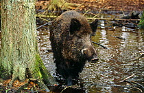 Male wild boar in woodland pond (Sus scrofa) Schleswig-Holstein, Germany