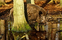 Male wild boar in woodland pond (Sus scrofa) Schleswig-Holstein