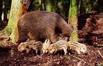 Female Wild boar with piglets (Sus scrofa) foraging for food on forest floor, Schleswig-Holstein, Germany