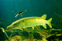 Pike with fishing lure (Esox lucius)