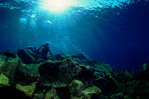 Diver at bubbling underwater volcano. Indo-pacific ocean.