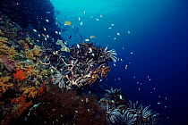 Featherstars and damselfish on coral reef, Red Sea off Sudan