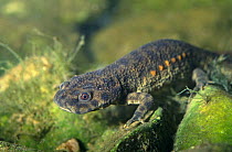 Sharp ribbed salamander (Pleurodeles waltl) Yecla, Murcia, Spain