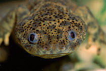 Head of Sharp ribbed salamander (Pleurodeles waltl) Spain Yecla, Murcia.