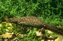 Sharp ribbed salamander (Pleurodeles waltl) underwater, Yecla, Murcia, Spain