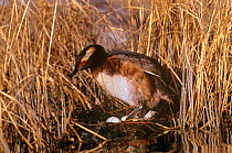 Horned grebe (Podiceps auritus) at nest in reeds, Manitoba, Churchill, Canada.