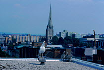 Lesser black backed gull with chicks on rooftop, Bristol, England