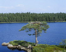Osprey (Pandion haliaetus) on nest in solitary pine tree beside lake, Varmland, Sweden